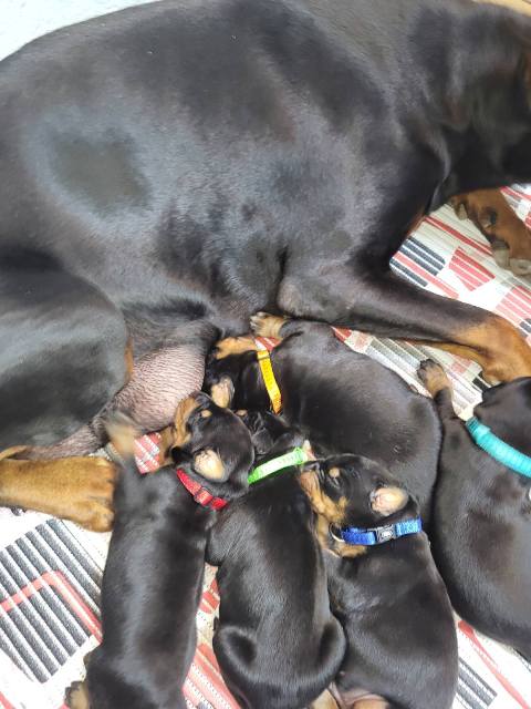 Doberman štenci
